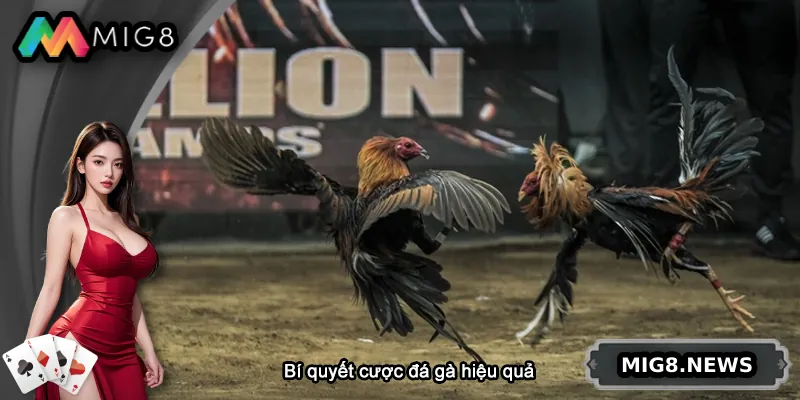 Bí quyết chơi đá gà như cao thủ MIG8