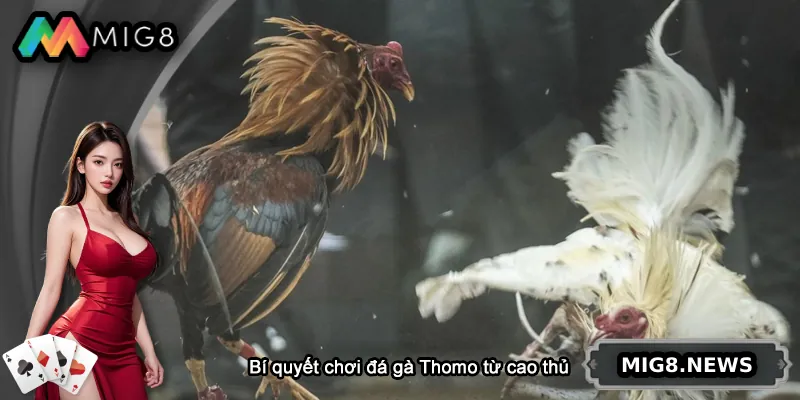 Bí quyết chơi đá gà Thomo từ cao thủ