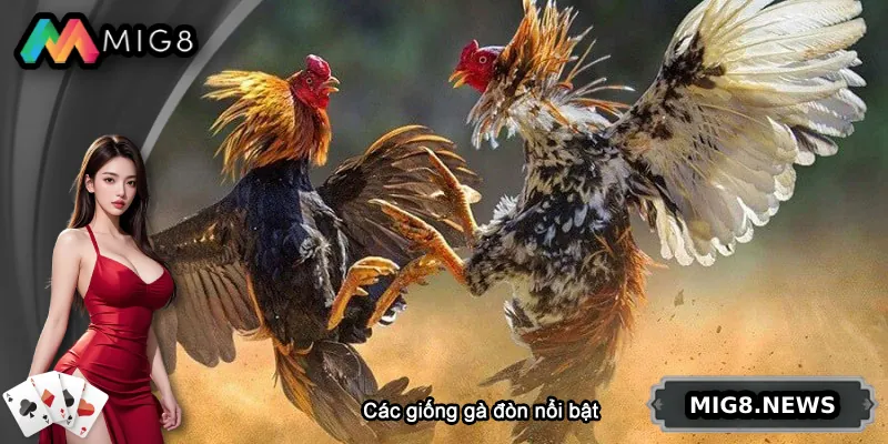 Các giống gà đòn nổi bật