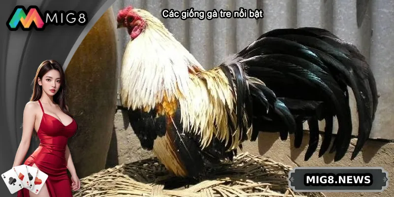 Các giống gà tre nổi bật
