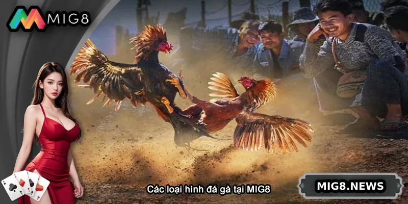 Các loại hình đá gà nổi bật tại MIG8