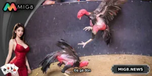 Đá Gà Đòn - Hướng Dẫn Chơi Và Cá Cược Từ A Đến Z