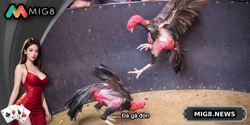 Đá Gà Đòn - Hướng Dẫn Chơi Và Cá Cược Từ A Đến Z