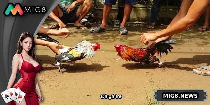 Đá Gà Tre – Tinh Hoa Giải Trí Đỉnh Cao Tại MIG8