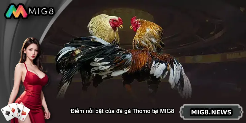 Điểm nổi bật của đá gà Thomo tại MIG8