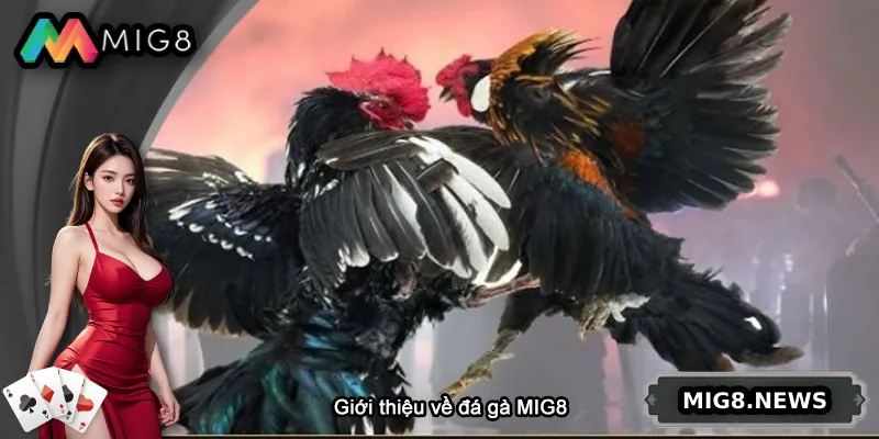 Giới thiệu chung về đá gà MIG8