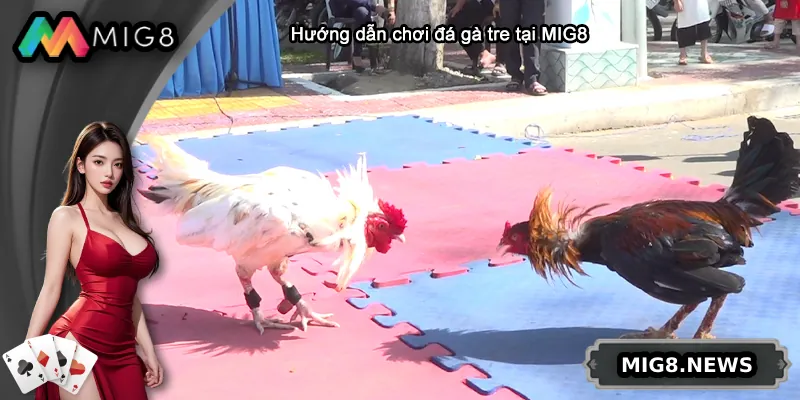 Hướng dẫn chơi đá gà tre tại MIG8