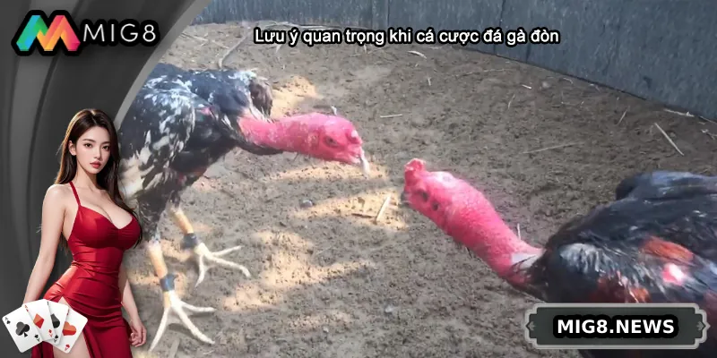 Lưu ý quan trọng khi cá cược đá gà đòn