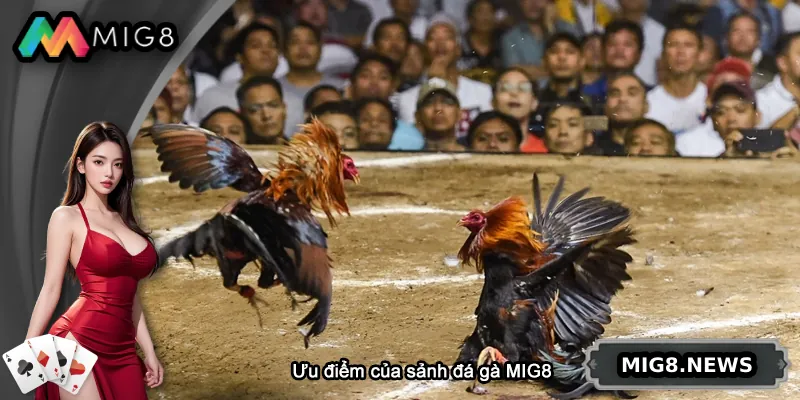 Sảnh đá gà MIG8 sở hữu các ưu điểm nổi bật