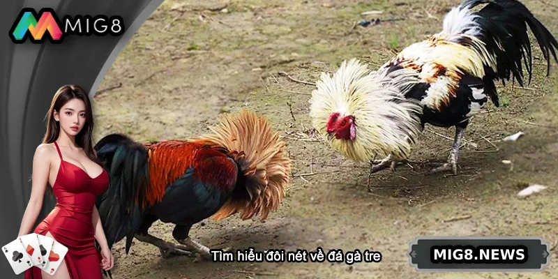 Tìm hiểu đôi nét về đá gà tre