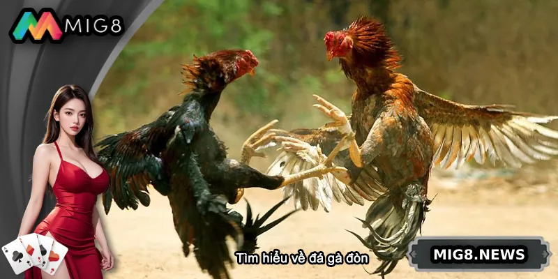 Tìm hiểu về đá gà đòn